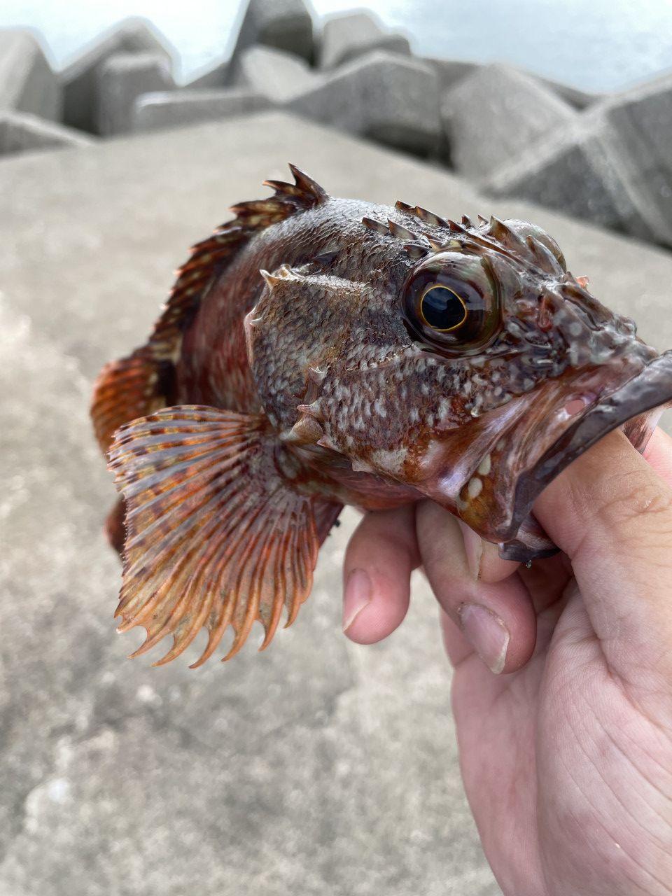 今期、絶対に手に入れたい釣具＃8厳冬期の根魚釣りならこれで
